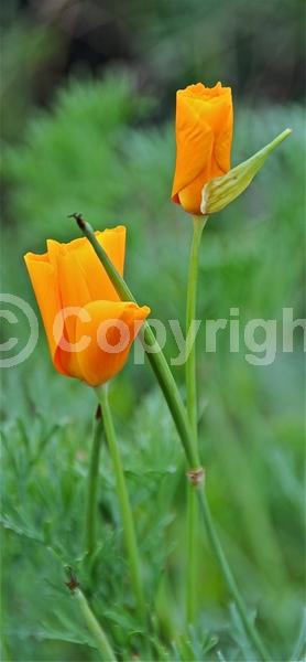 Orange blooms; Yellow blooms; North American Native