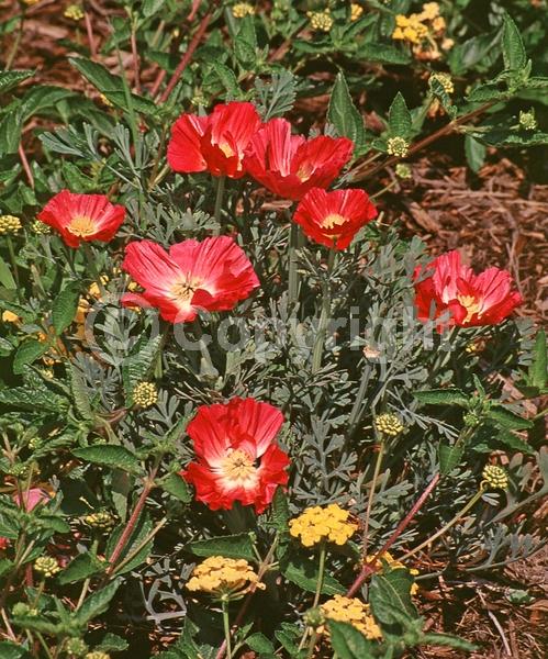 Red blooms; Orange blooms; Yellow blooms; Pink blooms; North American Native