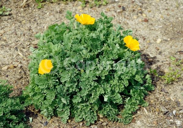 Orange blooms; Yellow blooms; White blooms; Deciduous; Broadleaf; North American Native