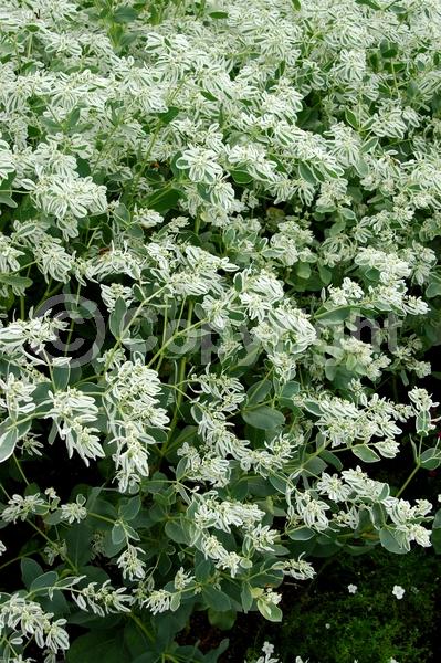 White blooms; North American Native