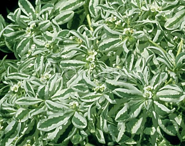 White blooms; North American Native