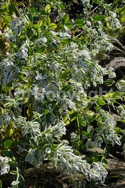 White blooms; North American Native