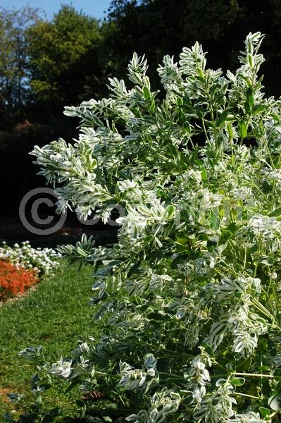 White blooms; North American Native