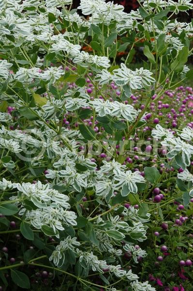 White blooms; North American Native