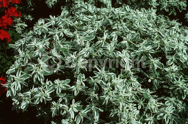 White blooms; North American Native