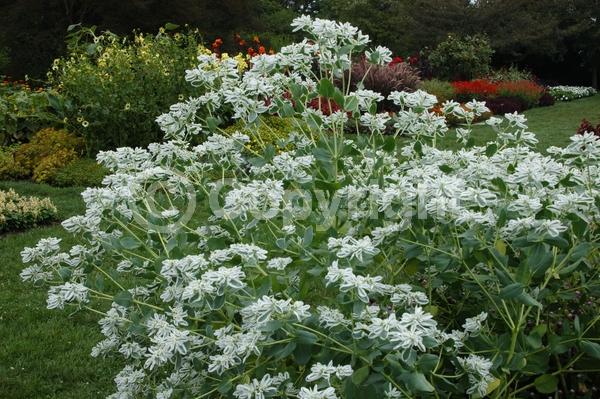 White blooms; North American Native