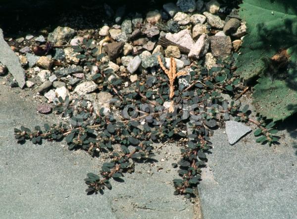 North American Native