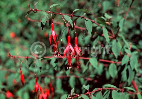 Red blooms; Deciduous