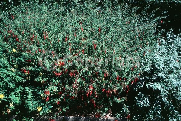 Red blooms; Deciduous