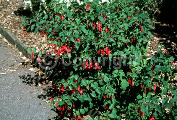 Salmon blooms; Evergreen