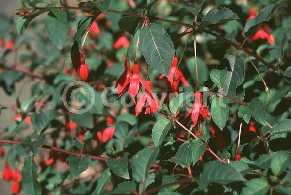 Salmon blooms; Evergreen