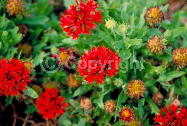 Red blooms; North American Native