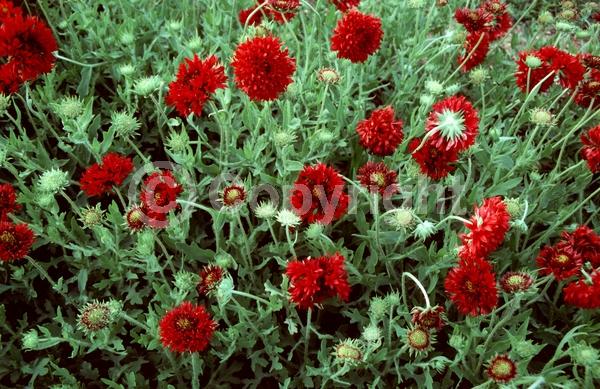 Red blooms; North American Native