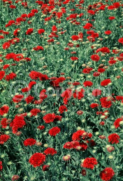 Red blooms; North American Native