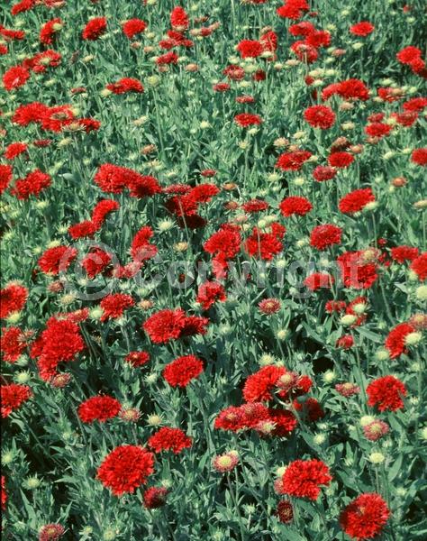 Red blooms; North American Native