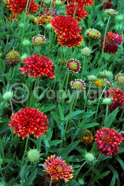 Red blooms; North American Native