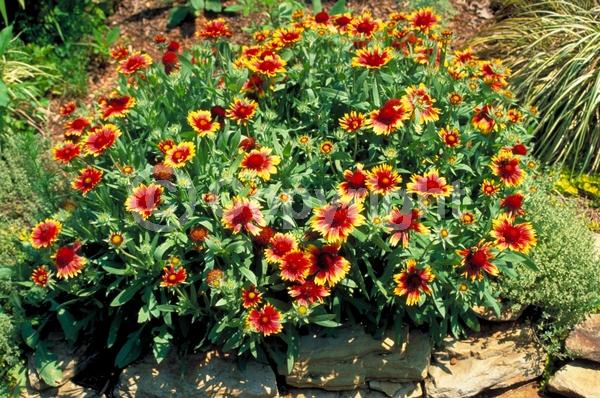 Red blooms; Yellow blooms; Semi-evergreen; North American Native