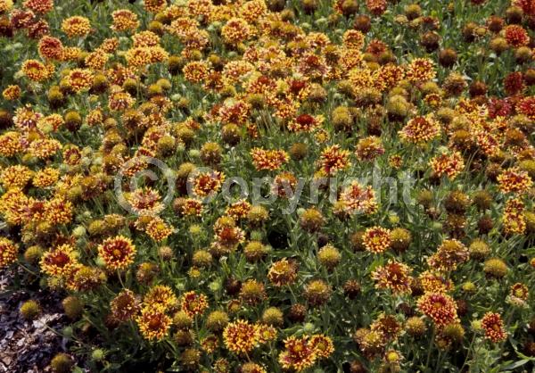 Red blooms; Yellow blooms