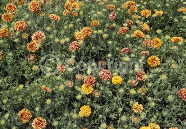 Red blooms; Yellow blooms