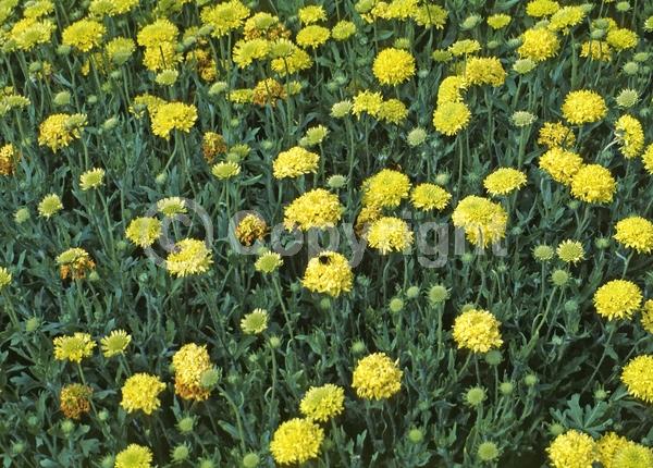 Yellow blooms; North American Native