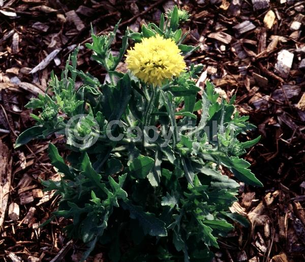 Yellow blooms; Semi-evergreen; North American Native