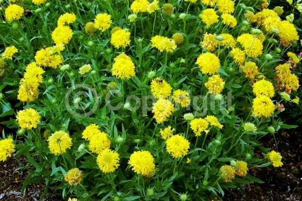 Yellow blooms; Semi-evergreen; North American Native