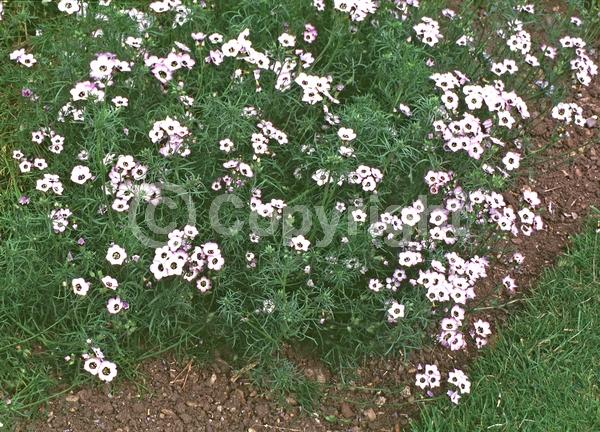 Purple blooms; Lavender blooms; North American Native