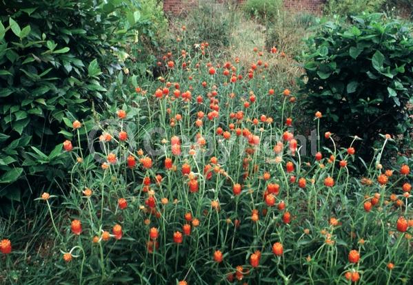Red blooms; Orange blooms; Yellow blooms; Purple blooms; White blooms; Pink blooms