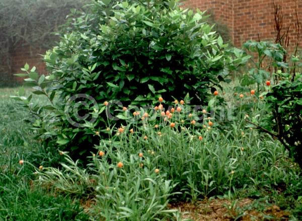 Red blooms; Orange blooms; Yellow blooms; Purple blooms; White blooms; Pink blooms
