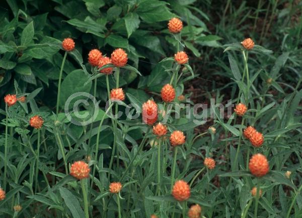 Red blooms; Orange blooms; Yellow blooms; Purple blooms; White blooms; Pink blooms