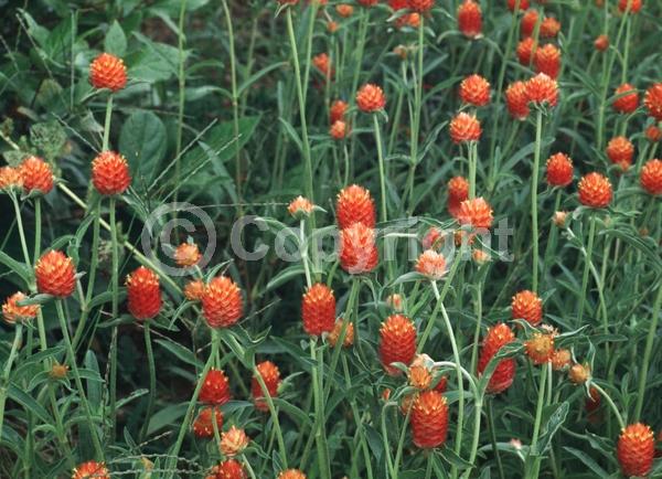 Red blooms; Orange blooms; Yellow blooms; Purple blooms; White blooms; Pink blooms