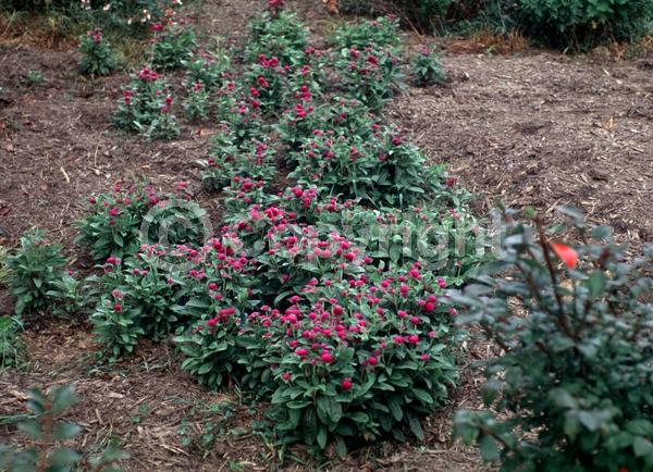 Red blooms; Orange blooms; Yellow blooms; Purple blooms; White blooms; Pink blooms