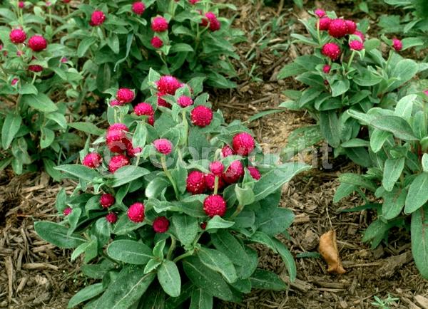 Red blooms; Orange blooms; Yellow blooms; Purple blooms; White blooms; Pink blooms