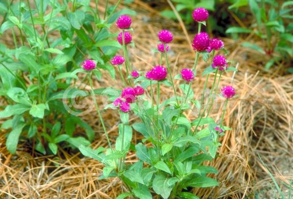 Red blooms; Orange blooms; Yellow blooms; Purple blooms; White blooms; Pink blooms