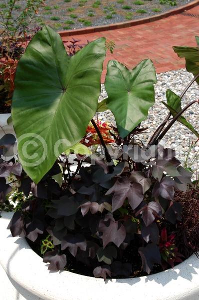 Red blooms; Deciduous; Broadleaf