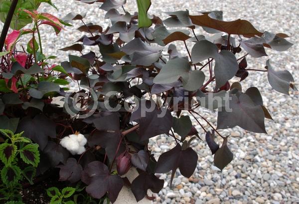 Red blooms; Deciduous; Broadleaf