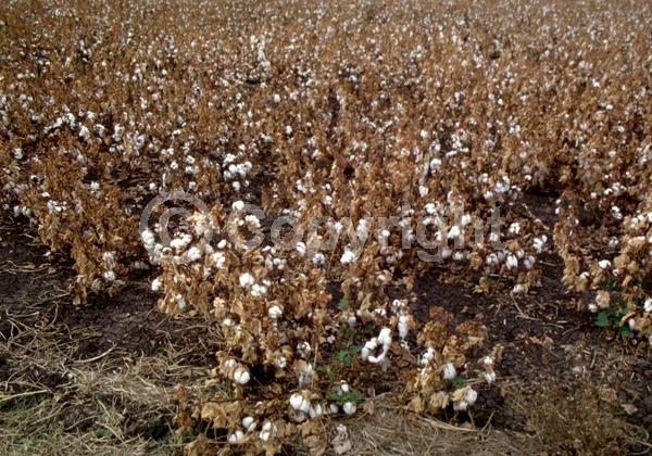 North American Native