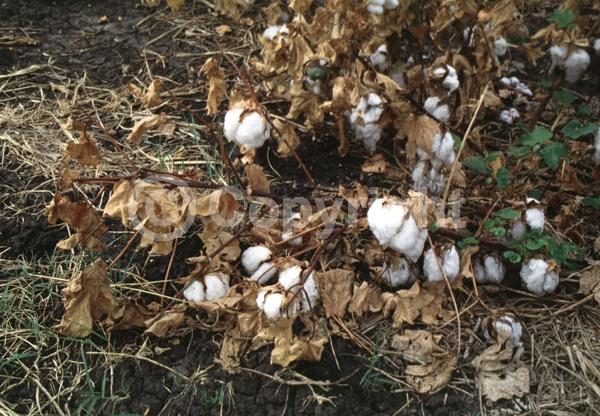 North American Native