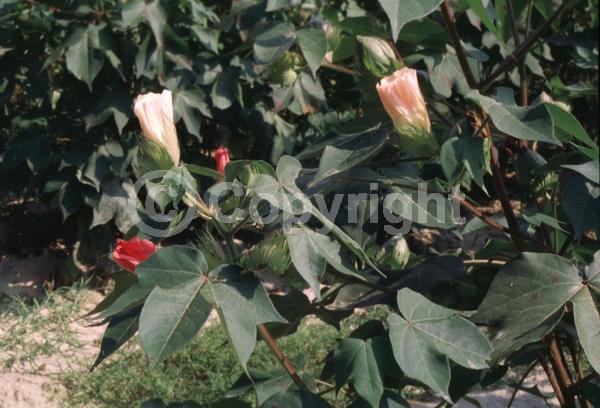 North American Native