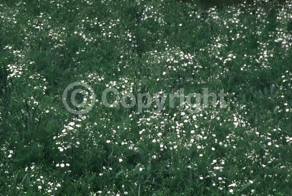 White blooms; Pink blooms