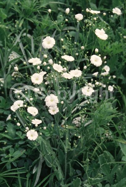 White blooms; Pink blooms