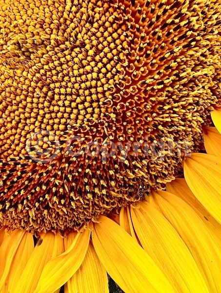 Red blooms; Orange blooms; Yellow blooms; North American Native