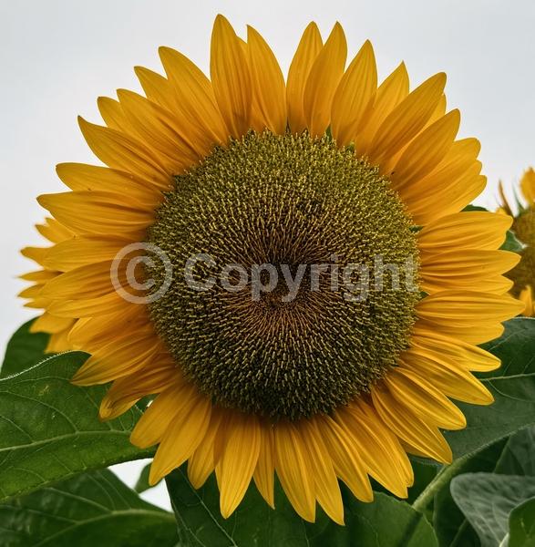 Red blooms; Orange blooms; Yellow blooms; North American Native