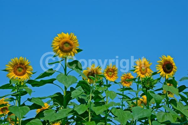 Red blooms; Orange blooms; Yellow blooms; North American Native