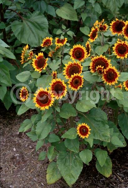 Red blooms; Yellow blooms; Brown blooms