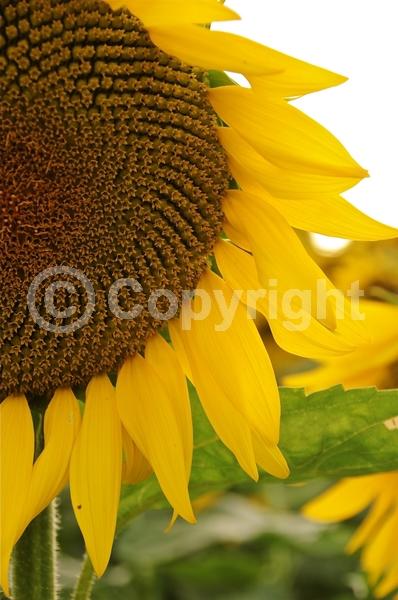 Red blooms; Orange blooms; Yellow blooms; North American Native
