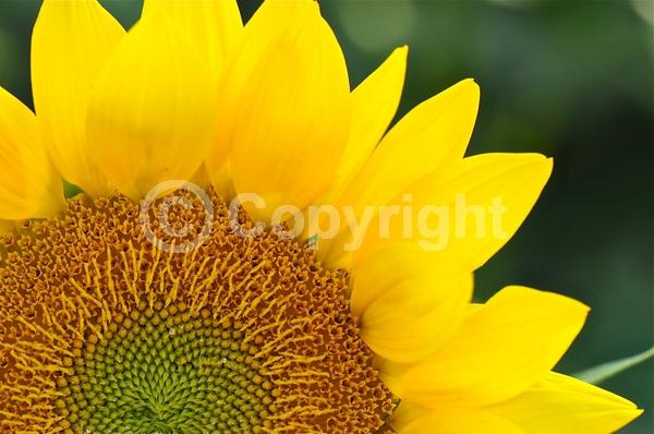 Red blooms; Orange blooms; Yellow blooms; North American Native