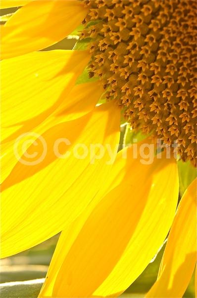 Red blooms; Orange blooms; Yellow blooms; North American Native