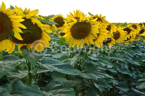 Red blooms; Orange blooms; Yellow blooms; North American Native