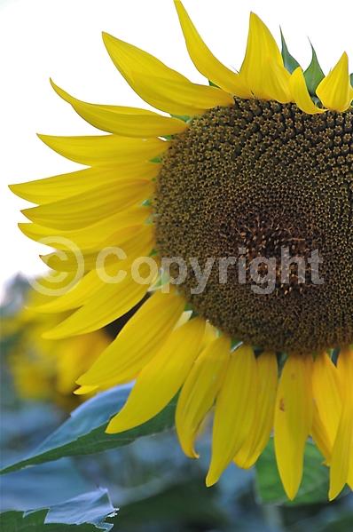 Red blooms; Orange blooms; Yellow blooms; North American Native